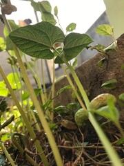 plants in the garden