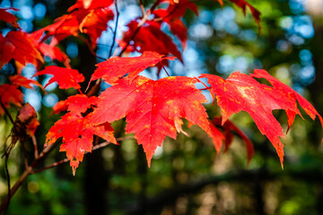 Autumn colors by the riverside 