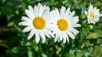 Fototapeta premium white daisy in the grass