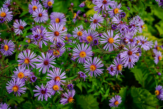 Close-up wild purple fall asters