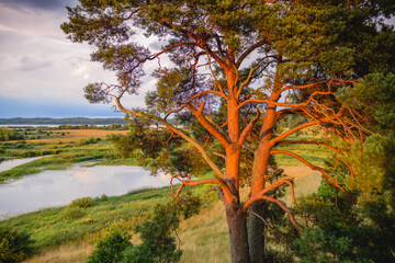 Magnificent evening landscape with pine trees on the river bank