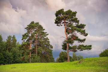 Magnificent evening landscape with pine trees on the river bank