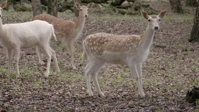 Herd of alert watchful spotted deer in woodland wilderness spooked and run away