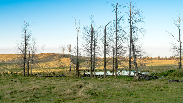 Line of dead trees