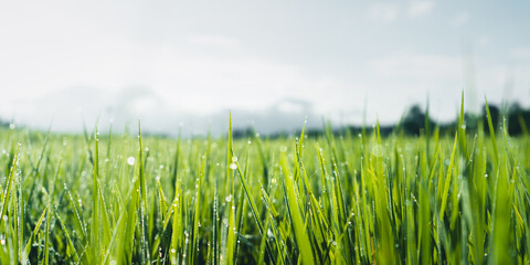 Fototapeta premium Green rice fields in the rainy season