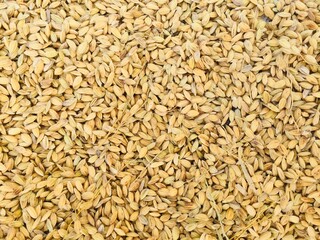 Drying of the rice grain on the road in Asia. Rice on the road after harvest. traditional process of drying rice grain in the sun