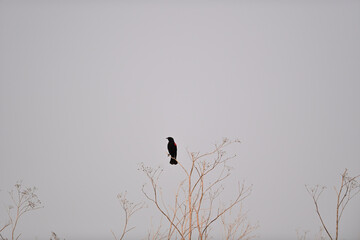 Red-winged Blackbird