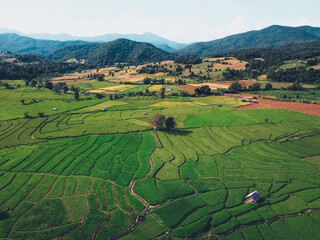 Green rice fields in the Green season