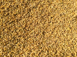 Drying of the rice grain in the sunlight after harvest.