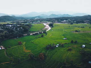 Green rice fields in the Green season