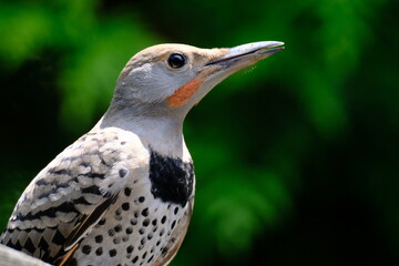 Northern Flicker