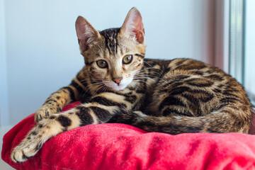 Cute golden bengal kitty cat laying on the red pillow on windowsill and relaxing.