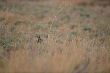Western Meadowlark
