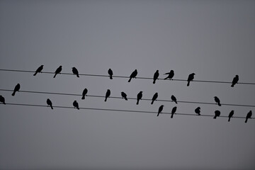 Red-winged Blackbird