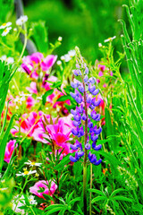 Summer Wildflowers in Forest Grove