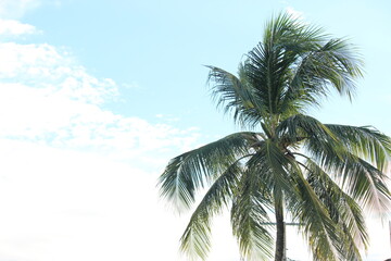 Fototapeta na wymiar coconut tree without coconut fruit