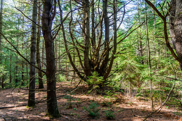 Obraz premium Laurentians parks and wildlife reserves