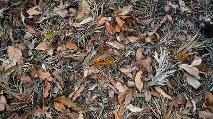 Background of dry leaves and yellow silky oak flowers scattered on the ground
