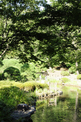 新江戸川公園の池
