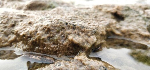 Fototapeta premium frog in the water