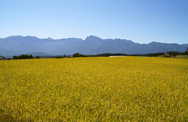 Fototapeta premium 秋の田んぼと山々