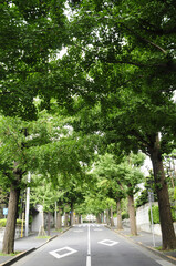 田園調布の並木道