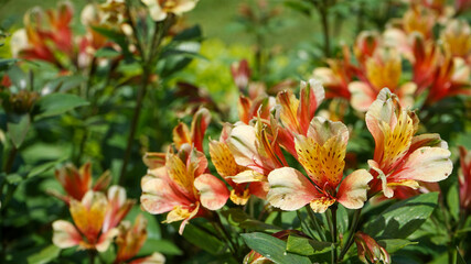 red and yellow flowers