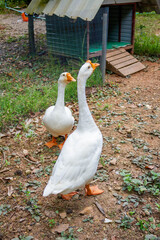 two geese in rural farm