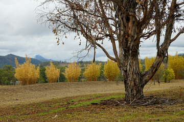 Fototapeta premium Drought affected scenic landscape featuring dead tree and clumps of yellow bamboo