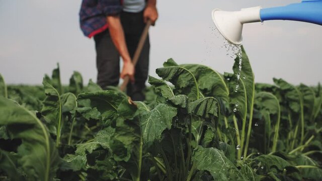 farmers hoe spud the crop in a green crop field. agribusiness agriculture farming concept. watered with a watering can irrigation of green field foliage lifestyle. farmers work in field harvest crop