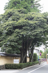 五島美術館前の樹