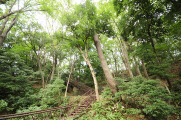上野毛自然公園の森林