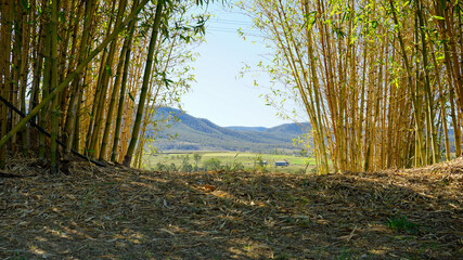 Rural landscape with bamboo in the foreground and distant mountains