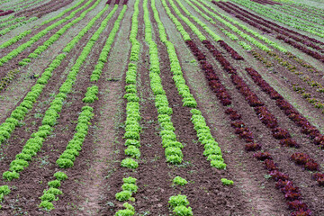Fototapeta na wymiar A field with fresh lettuce and vegetables as a background in nature in organic farming