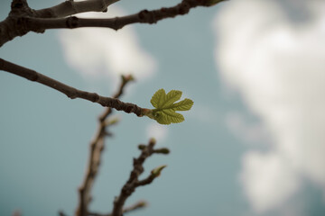 hoja