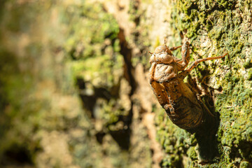 The cicada's stains are filled with dirt.