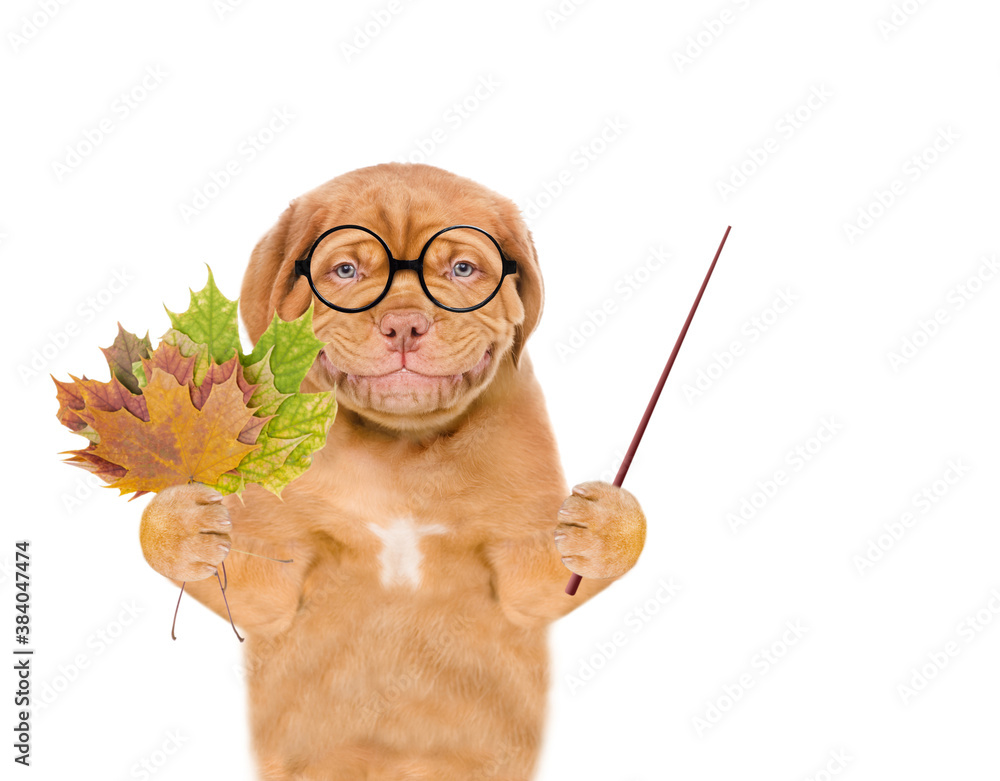 Poster cleer puppy wearing round eyeglasses holds a dry leaves and points away on empty space. back to scho