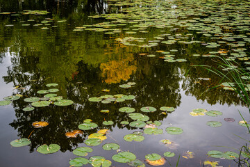 Autumn colors by the riverside 