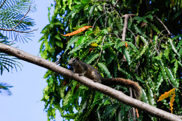A squirrel walking on the electric wire