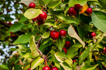 Autumn colors by the riverside 
