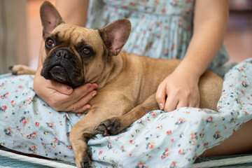 Cute French bulldog lying  on woman's lap indoor.