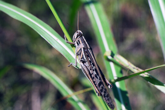 Macro brown American Bird Grasshopper Schistocerca sitting on green grass blade on sunny day