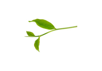 Green tea leaf isolated on white background