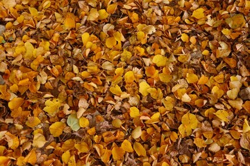 Ground covered with a solid carpet of fallen golden leaves