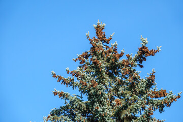 Spruce tree with a lot of cones against a blue sky.