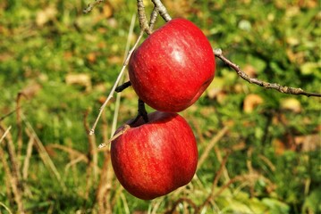 真っ赤なりんご