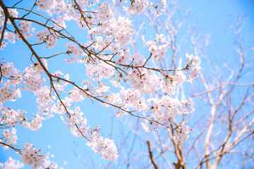 Cherry blossoms in spring, Kyoto, Japan