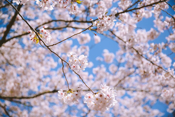Cherry blossoms in spring, Kyoto, Japan