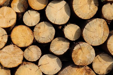 The texture of the ends of sawn pine logs