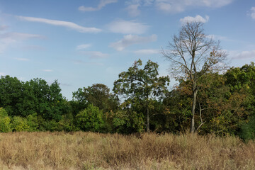 Obraz premium Simple natural background of forest landscape in sunny day with blue sky and clouds.